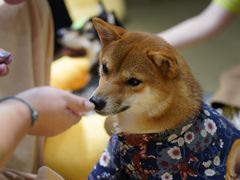 -逗柴咖啡屋·狗咖猫咖宠物桌游