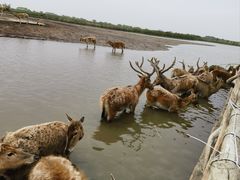 -宁波杭州湾国家湿地公园