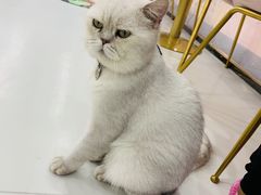 -糯米喵星人·撸猫猫舍咖啡馆(西市场嘉华店)