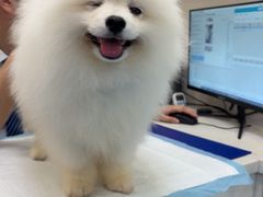 -博特宠物医院24h犬猫全科.骨科·异宠