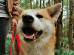 -川道拐耗儿鱼(置信路店)
