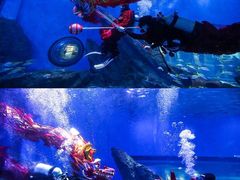 -海合安武汉极地海洋公园