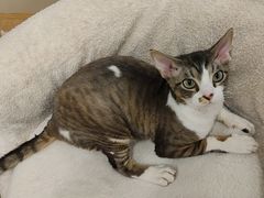 -有喵·猫咖·狗咖·30几只猫10只小狗(岗厦店)