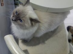 -喵的天空名猫咖啡馆·撸猫·猫舍·用品