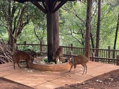 -昆明动物园