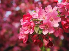 -海棠花溪(元大都城垣遗址公园)