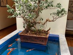 -紫藤炉茶膳(兴庆府大院店)