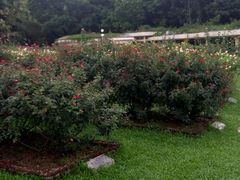 -人民公园(罗湖区)