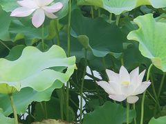 -绍兴镜湖国家城市湿地公园