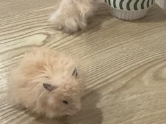 -楼上猫咖(罗湖店)
