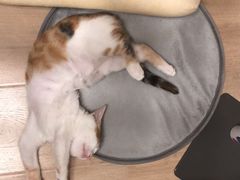 -芭比堂宠物医院·全科爱猫医院·仁德分院