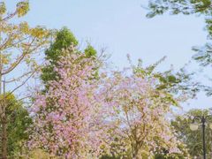 -光明小镇欢乐田园