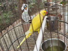 -南宫五洲植物乐园