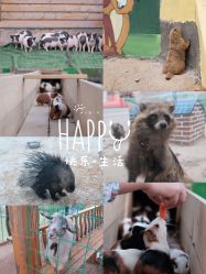 -童心园麦窑·儿童拓展探宝乐园