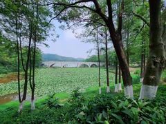 -番禺大夫山森林公园