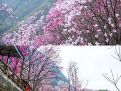 -九皇山景区