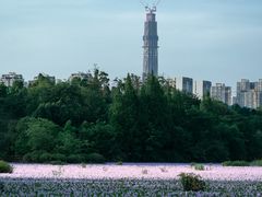 -白鹭湾湿地公园