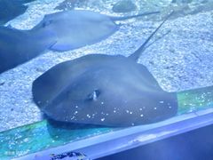 -海合安武汉极地海洋公园