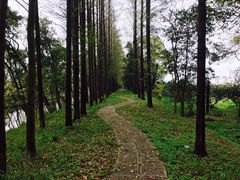 -上海长兴岛郊野公园