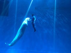 -芜湖新华联大白鲸海洋公园