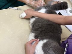 -瑞派康怡24h宠物医院·犬猫医疗中心·微创绝育(瑞景分院)
