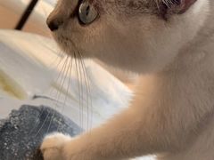 -瞄一喵猫咖(格力海岸店)