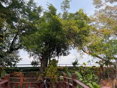 -大湾区中央湿地公园