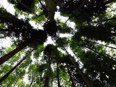 -武陵山森林公园