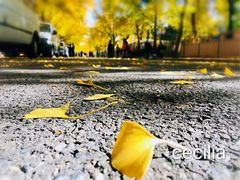 -三里屯东五街银杏大道
