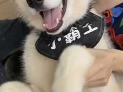 小霸王-Husky Go! 哈士奇体验馆·宠物咖啡厅狗咖