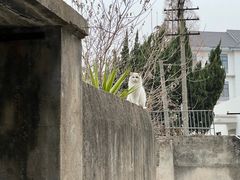 -鸣鹤古镇