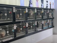 -翊宠yipet猫狗购宠庄园犬舍•猫舍