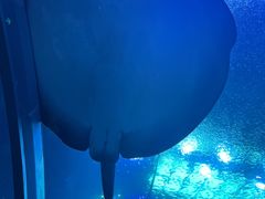 -珠海长隆海洋王国