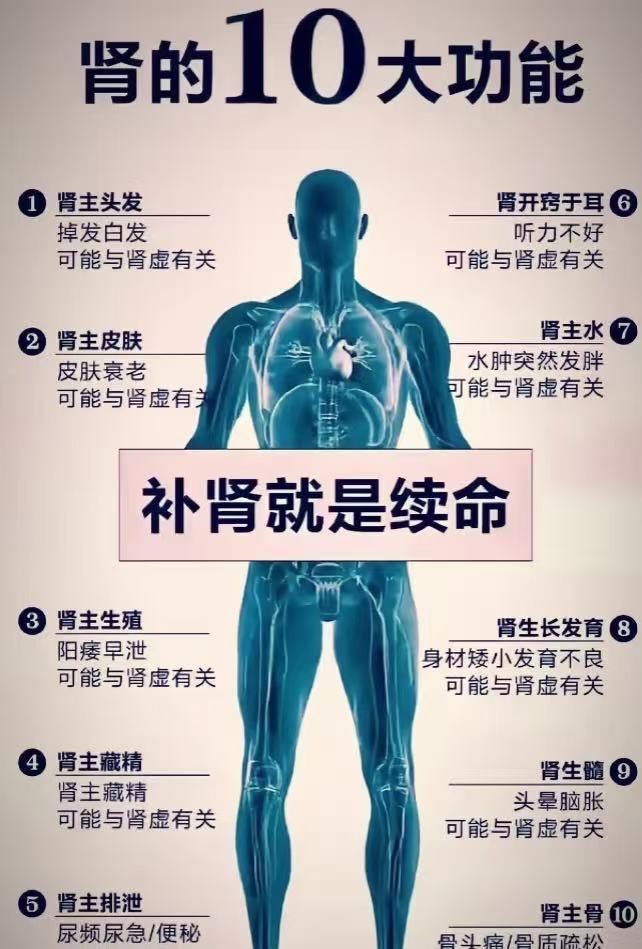 肾脏是先天之本