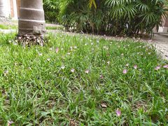 -香港大学