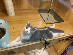 -袖虎宠物·金渐层缅因猫舍(灵芝店)