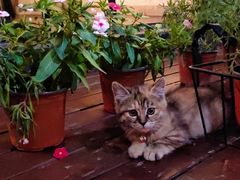 -EATALIA意塔利意式餐厅(鼓楼店)