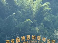 -西双版纳原始森林公园