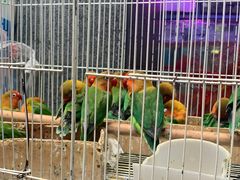 -青石桥花鸟鱼虫市场(叠翠城店)