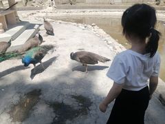 -栾川竹海野生动物园