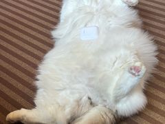 -MOCHA明星猫咖(田子坊店)