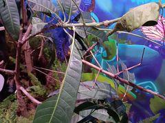 -正佳雨林生态植物园
