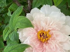 -洛阳市隋唐城遗址植物园