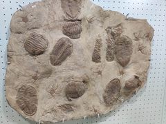 -辽宁古生物博物馆