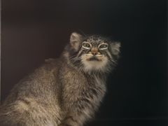 -青藏高原野生动物园