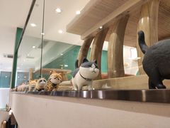 -飞行喵MR PILOT|猫舍·猫咖(静安大融城店)