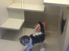 -70cat德文卷毛猫·缅因猫纯种猫舍
