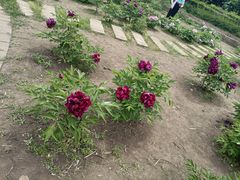 -黑龙江省森林植物园