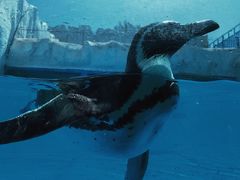 -新疆天山野生动物园