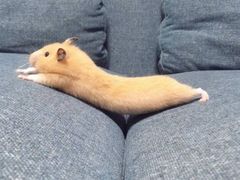 -胖哥俩肉蟹煲(福州仓山爱琴海店)